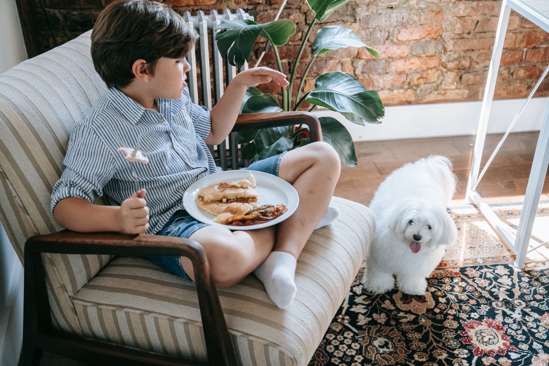 A boy sitting on a chair indoors, having breakfast while a Maltese dog looks on.