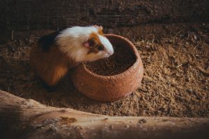 Meerschweinchen päppeln: Zufüttern bei Appetitlosigkeit richtig gemacht