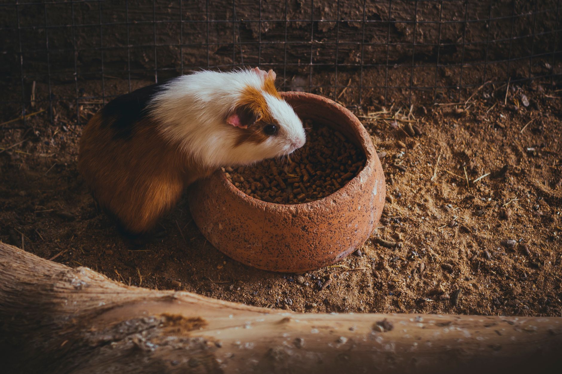 Meerschweinchen päppeln: Zufüttern bei Appetitlosigkeit richtig gemacht