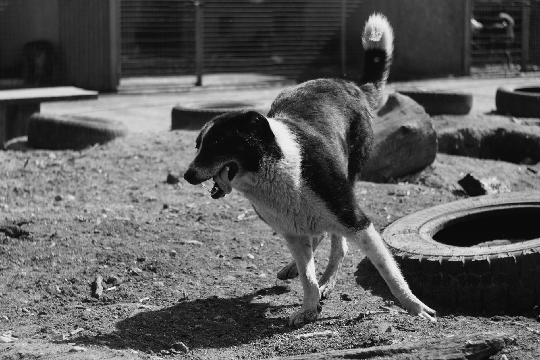 Dynamic capture of a playful dog in a black and white setting outdoors, showcasing lively canine ene